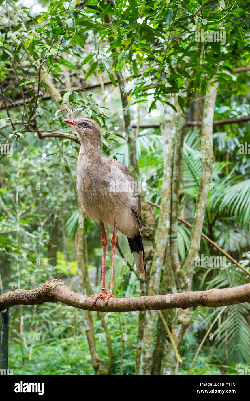 Portrait of a brazilian Cariama cristata Seriema bird in Brazil Stock Photo