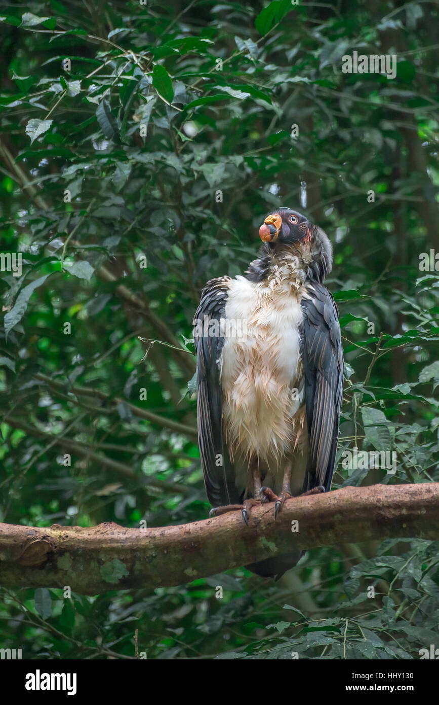 Striking South American King Vulture bird with large orange beak in Brazil Stock Photo