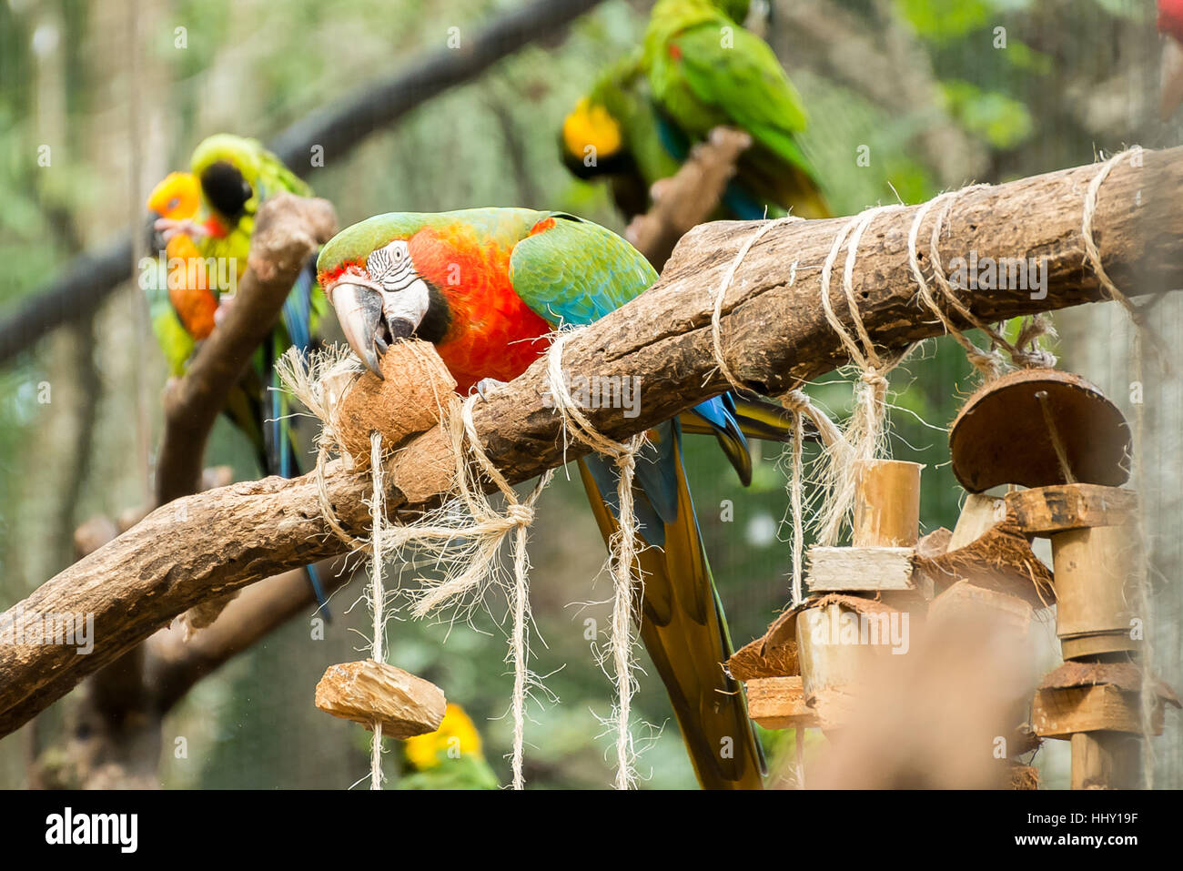 Colorful of Blue and Gold Macaw aviary parrots portrait Stock Photo - Alamy