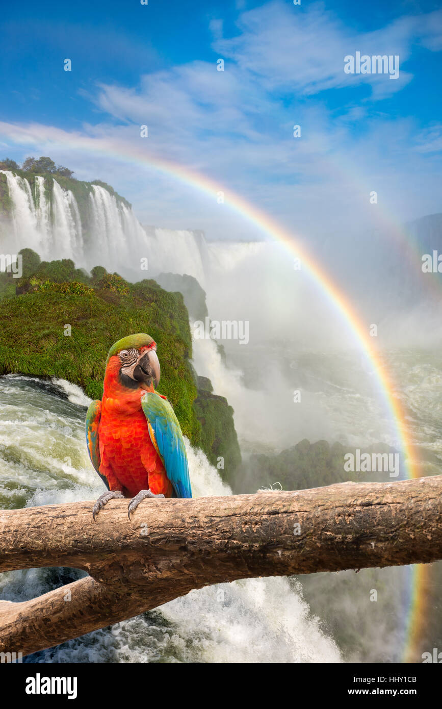 The majestic macaw parrot at the Iguazu Falls, one of the wonders of ...