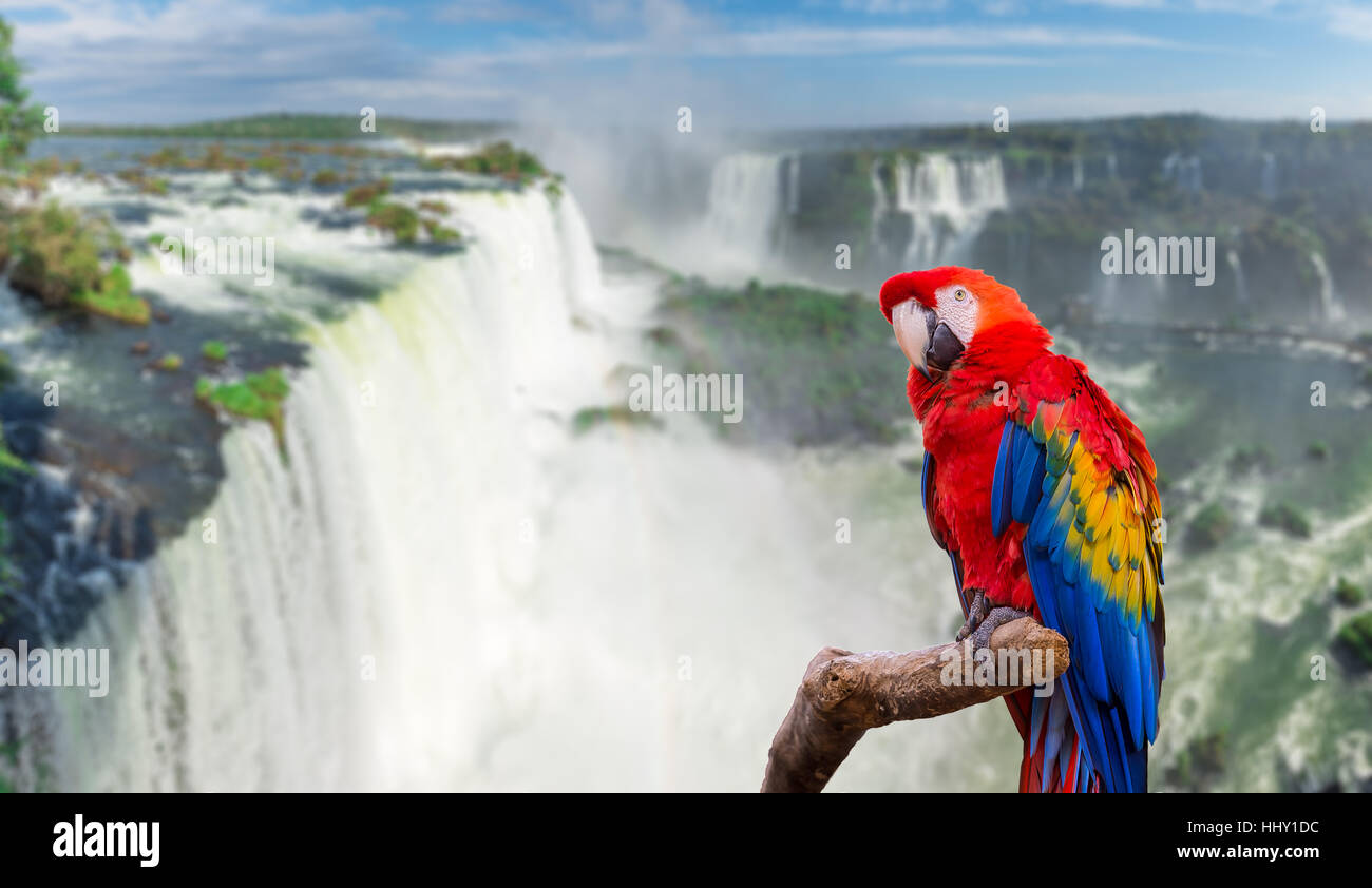 Macaw parrot at the Iguazu Falls with clouds and blue sky on the ...