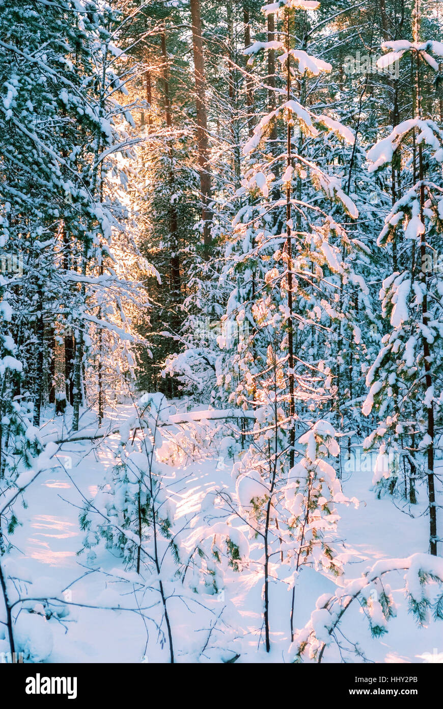 Sun rays way through trees hi-res stock photography and images - Alamy