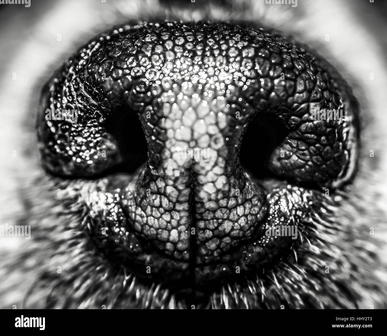 Details on the nose hi-res stock photography and images - Alamy