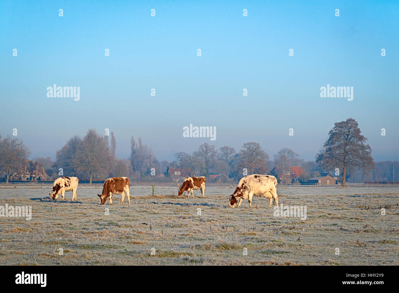 Four cows on a meadow covered with hoarfrost Stock Photo