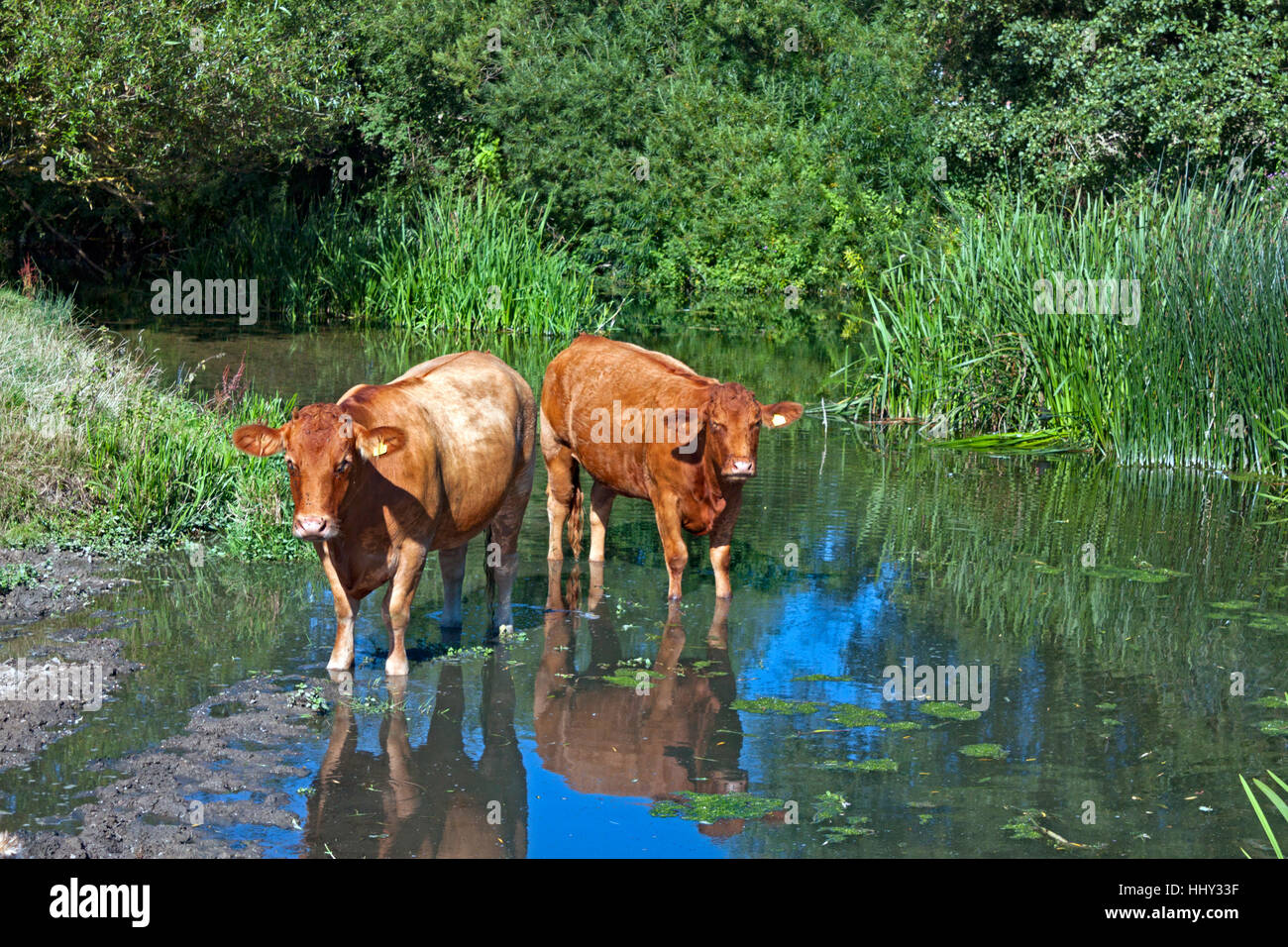 Cattle in the river Stour as it flows through Sudbury Meadows, Suffolk, England Stock Photo