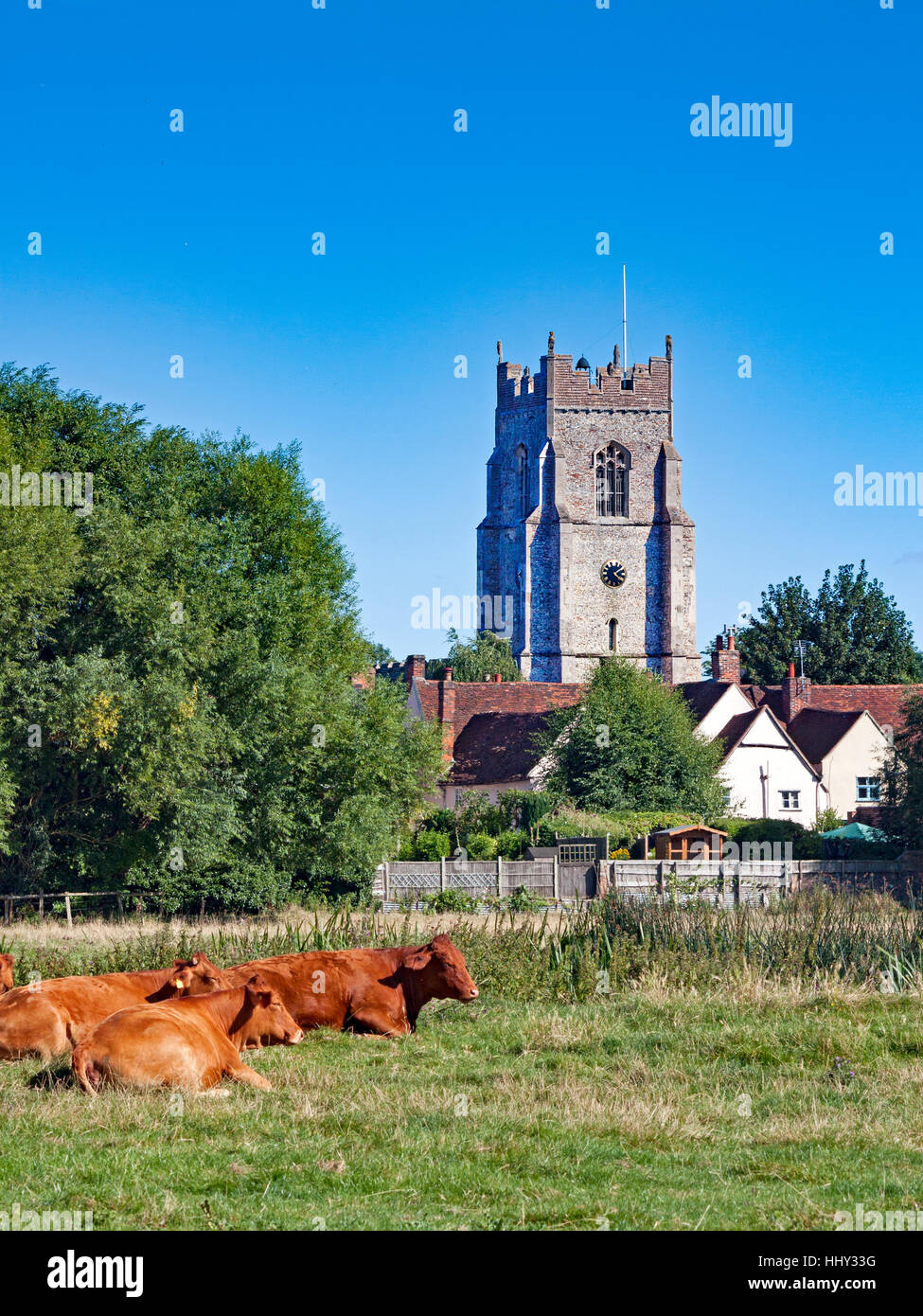 Cattle resting from summer grazing in Sudbury Meadows, the the tower of All Saints church in the background Stock Photo