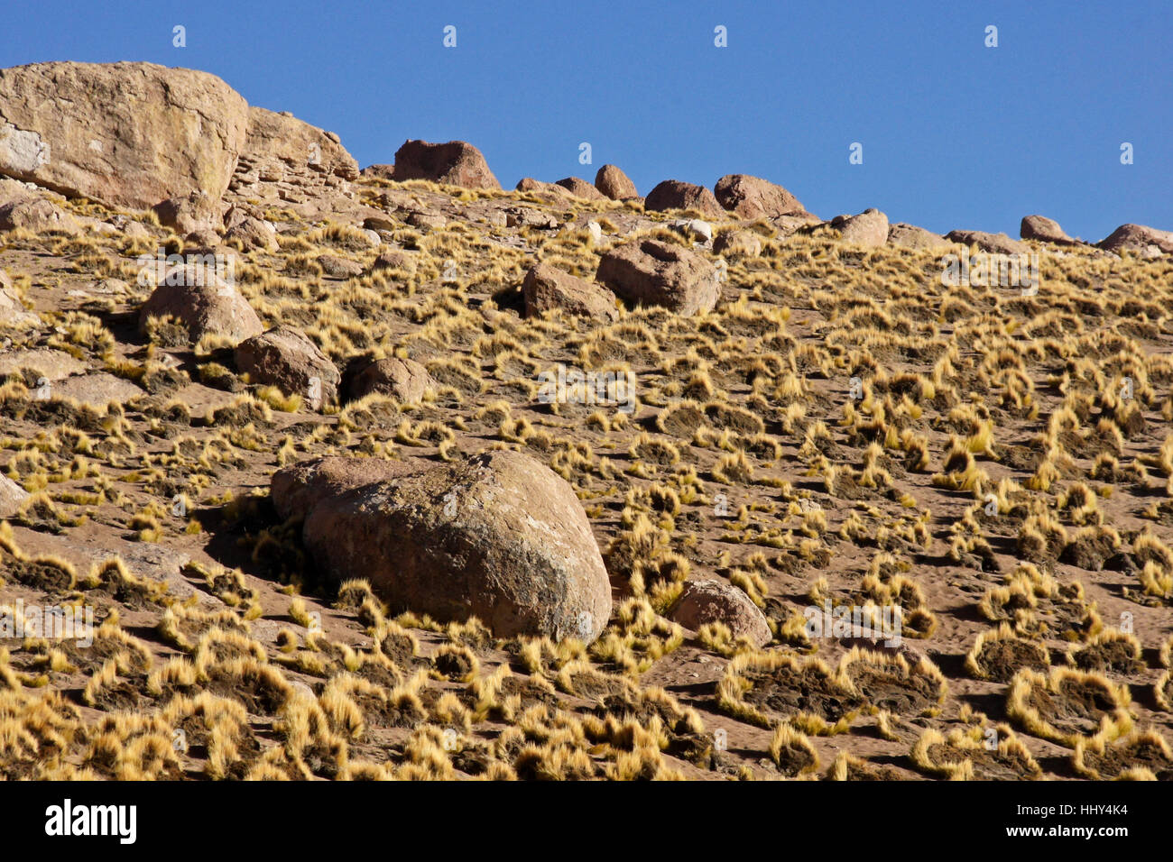 Ichu grass (Stipa spp.) growing on rocky hillside, Atacama Desert, Norte Grande, Chile Stock Photo