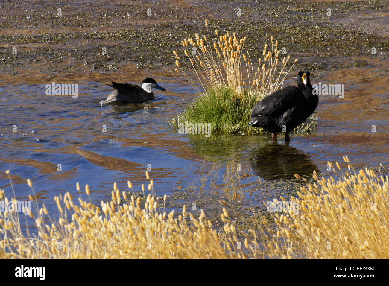 Silver teal and giant coot in a bofedal (marsh), Atacama Desert, Norte Grande, Chile Stock Photo