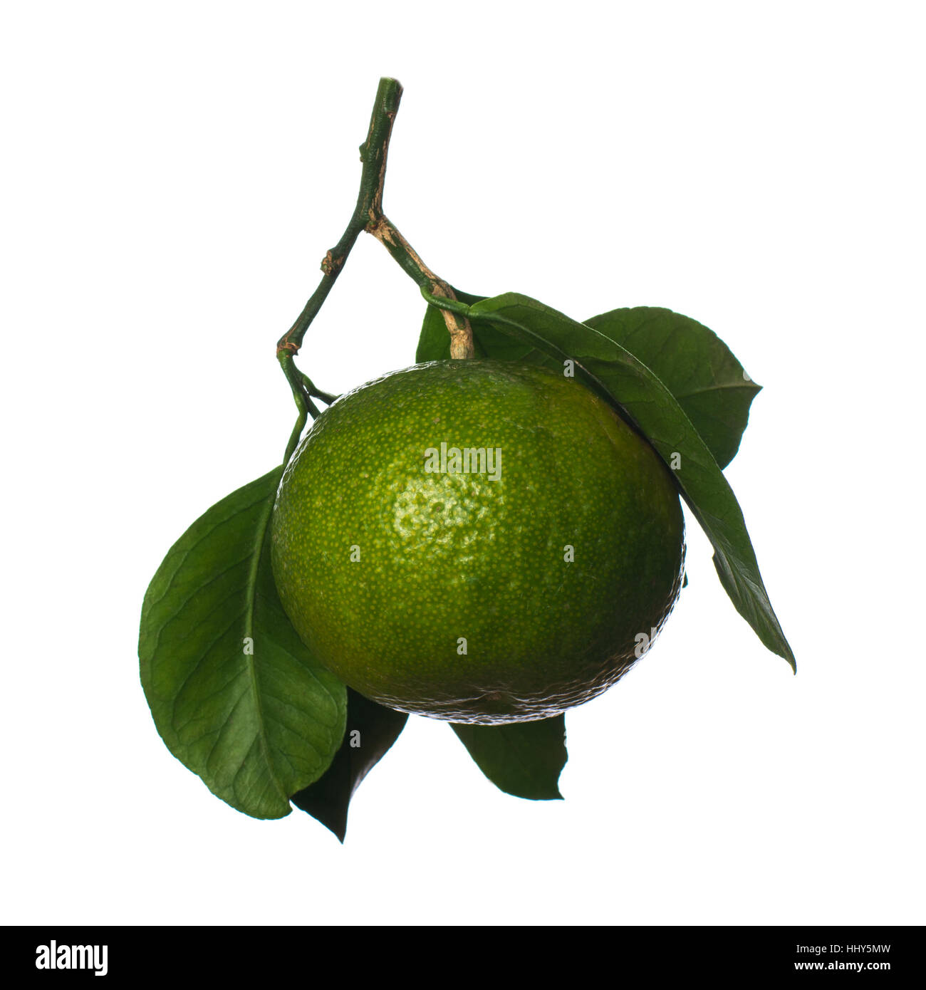 Satsumas tangerine Cut Out Stock Images & Pictures Alamy