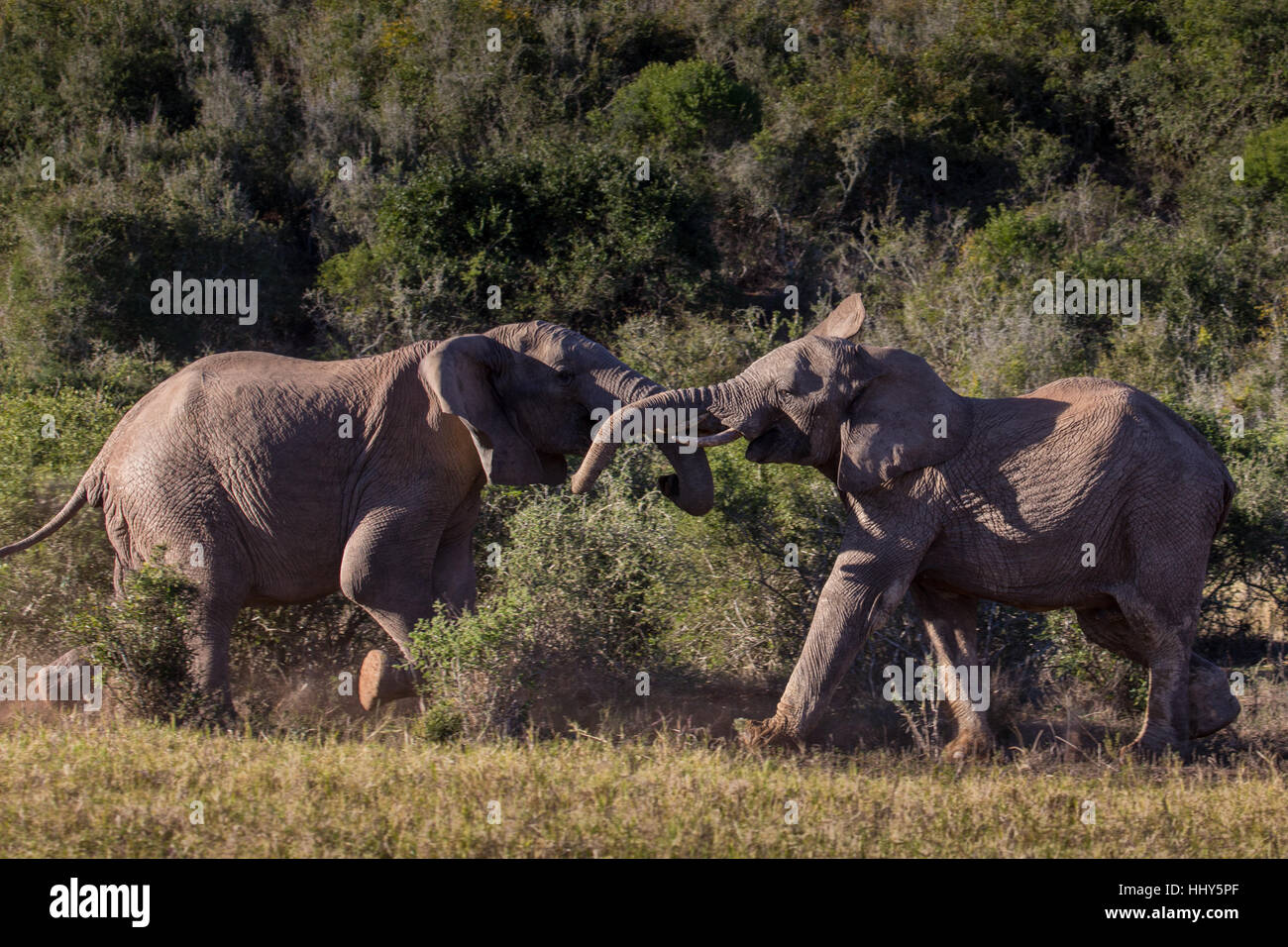 Two young elephant bulls playfully sparring in African bush, South Africa Stock Photo
