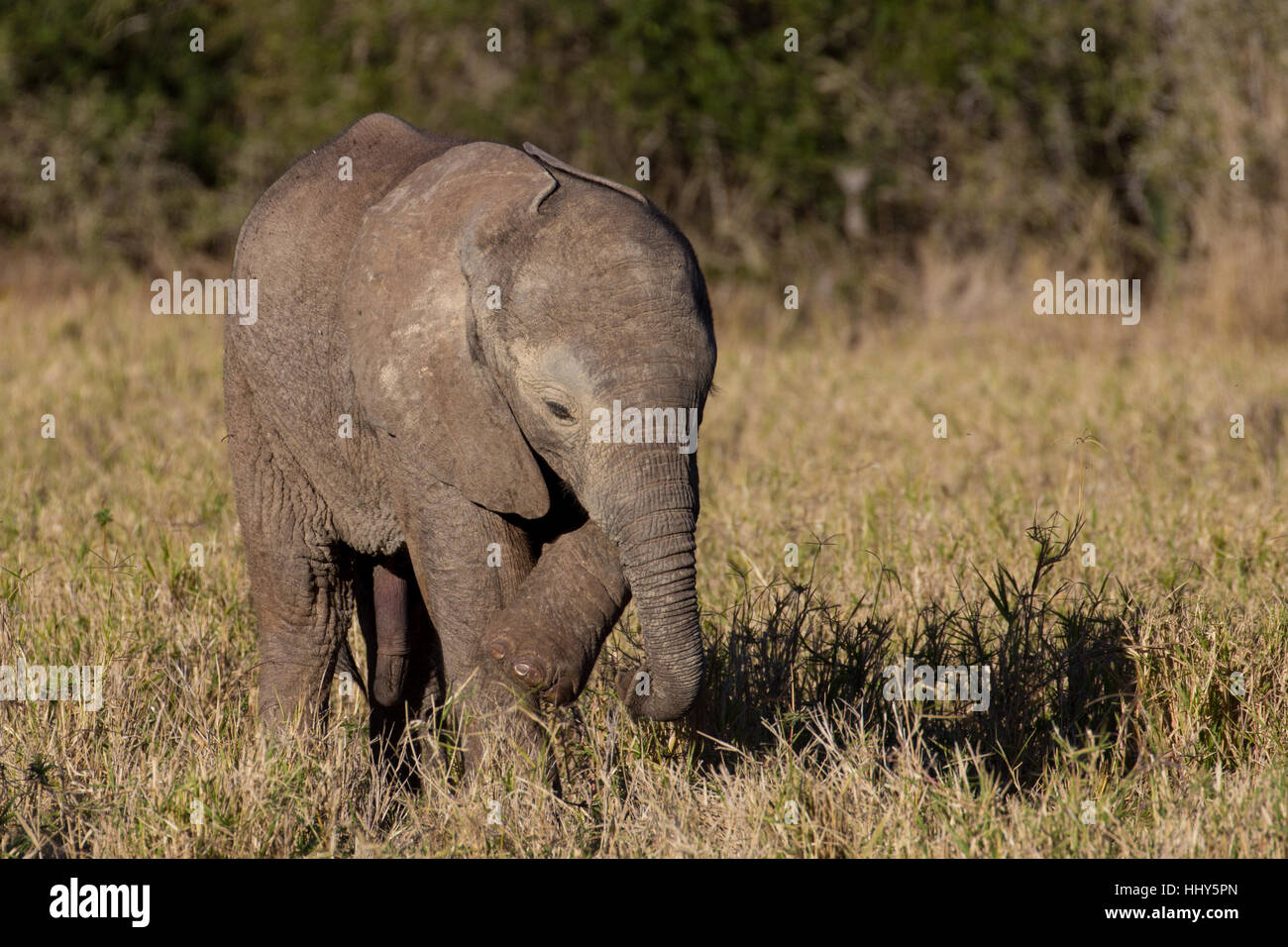 African elephant and calf hi-res stock photography and images - Alamy