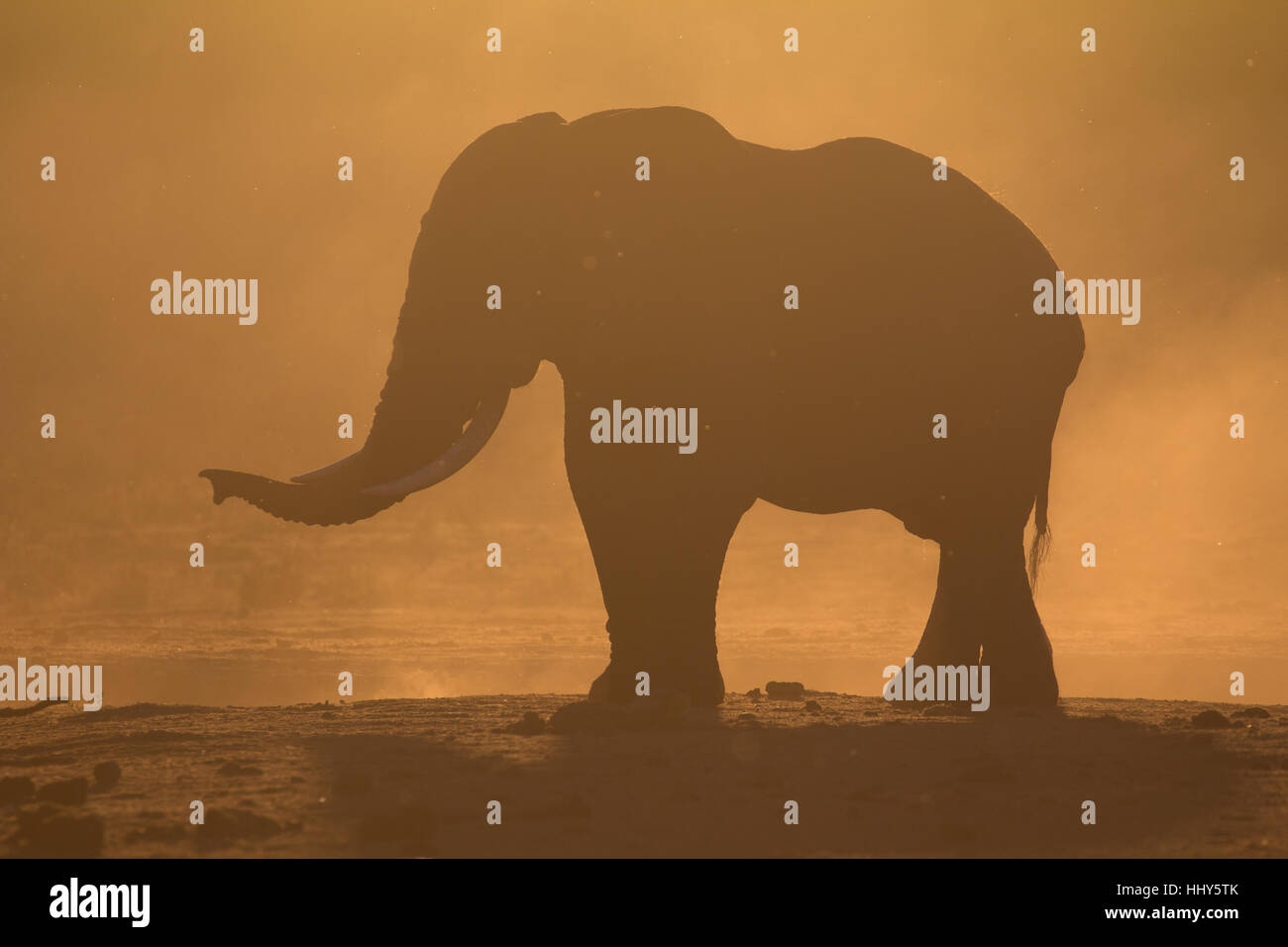 Silhouette of a single African elephant at sunset, South Africa Stock ...