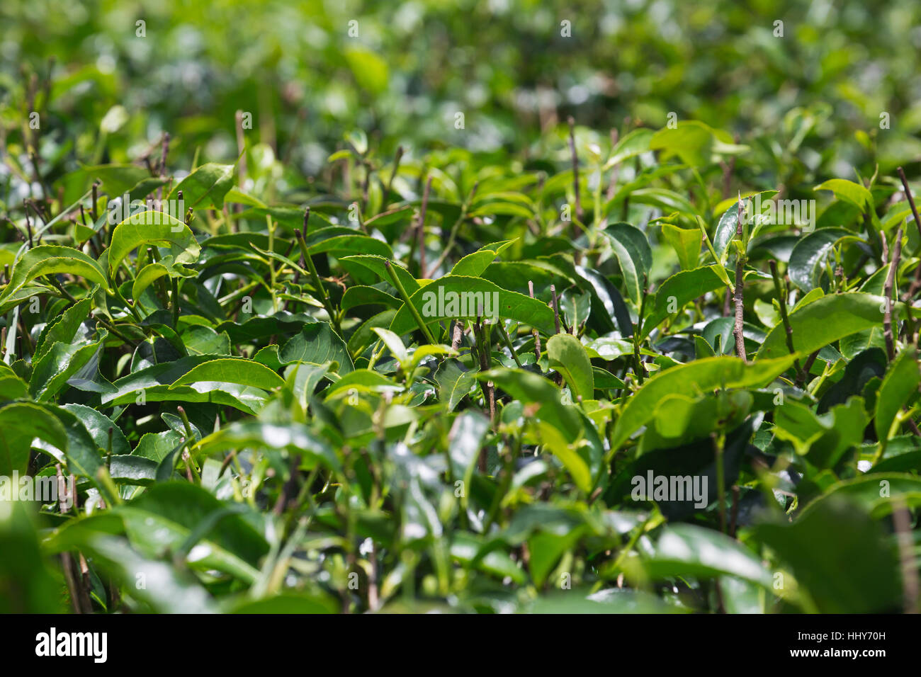 Tea plants in Mauritius Stock Photo Alamy