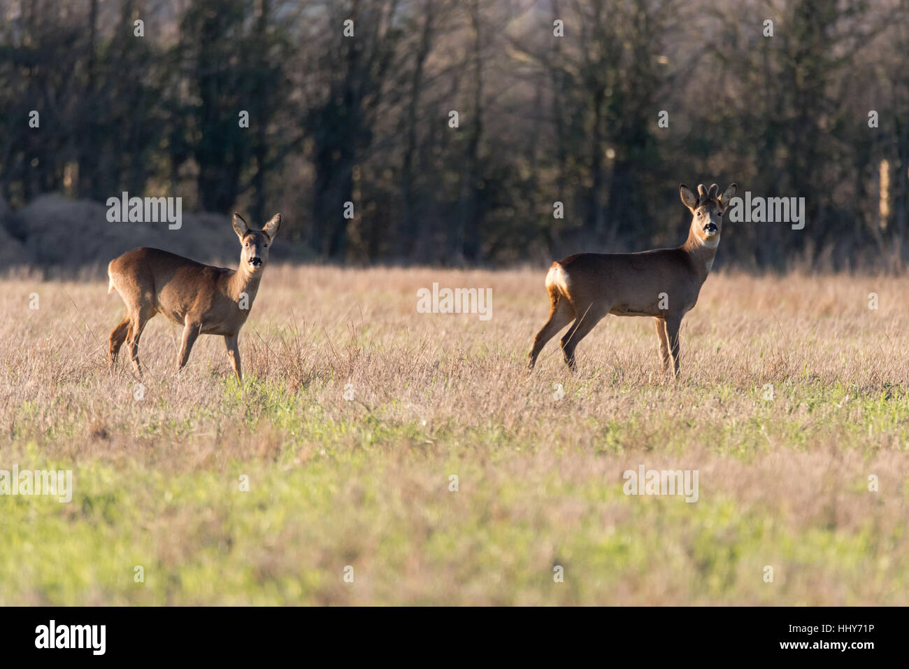 Roe deer (Capreolus capreolus) male and female, in family Cervidae, buck with growing antlers still covered in velvet fur Stock Photo