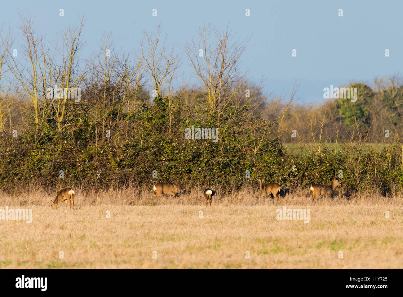 Herd of roe deer (Capreolus capreolus) grazing by hedgerow in family Cervidae, with white rump patches clearly visible Stock Photo