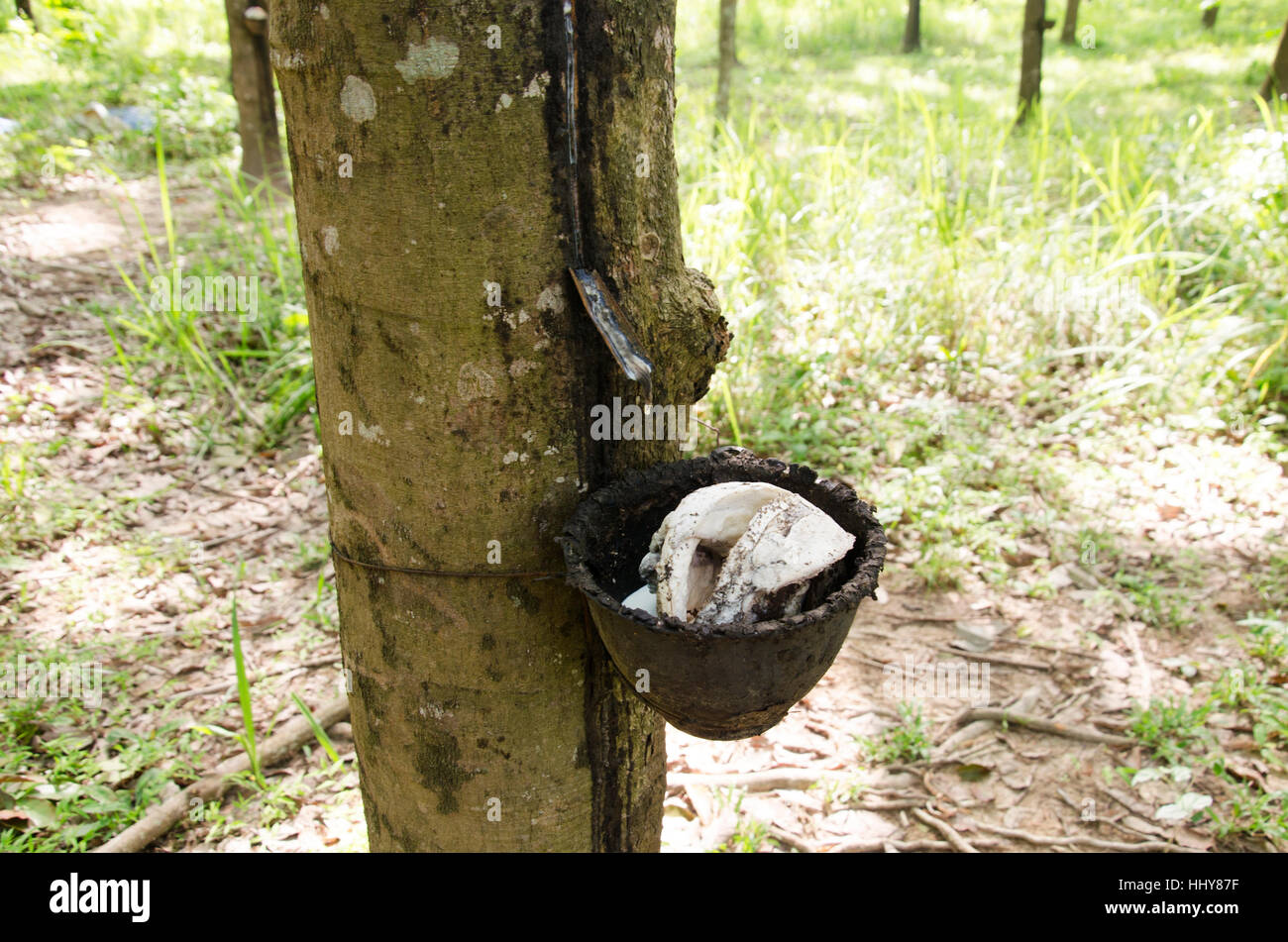 Seringueiro, rubber tree tapper