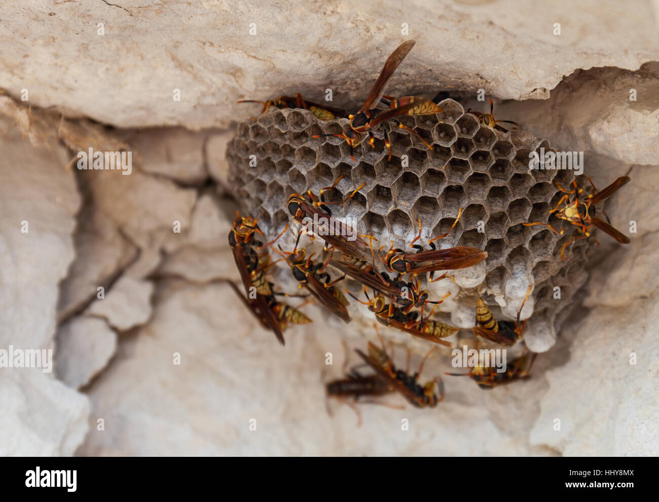 Wasps. The nest of a colony of wasps which is taken a close-up. stock photo Stock Photo