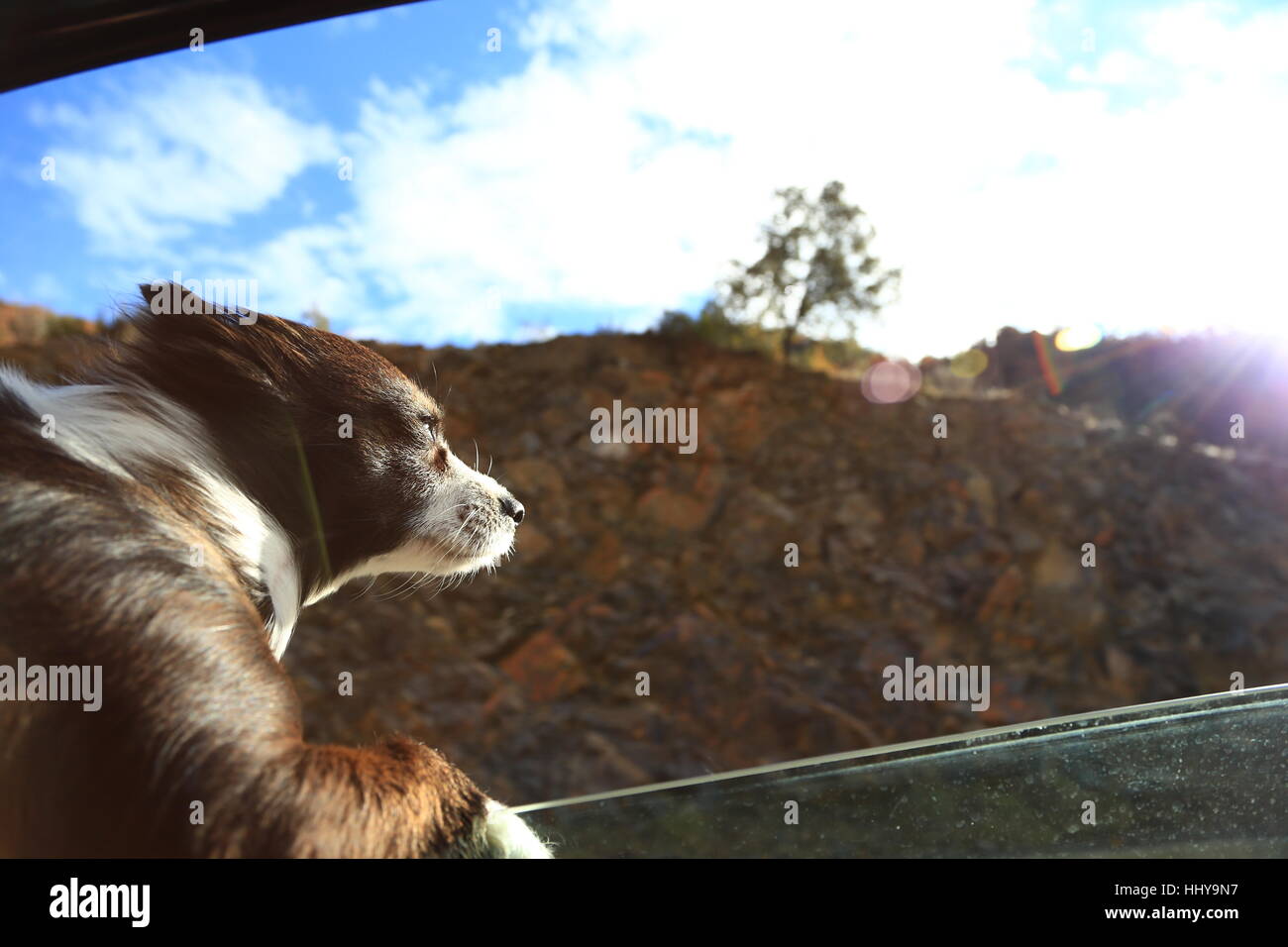 dog feeling fresh air outside the window Stock Photo