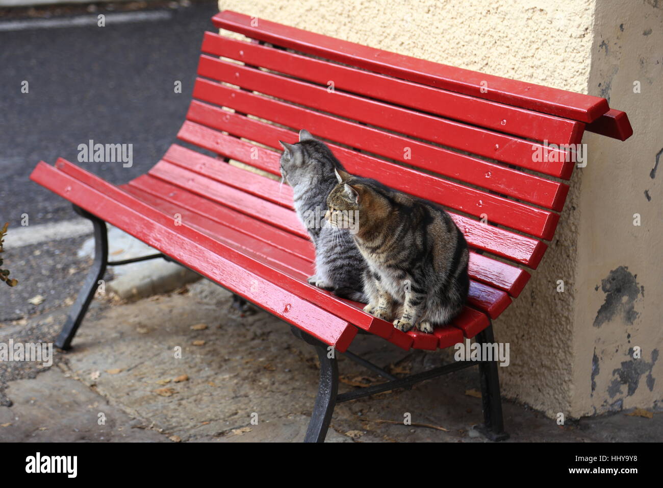 cats waiting on bench Stock Photo Alamy