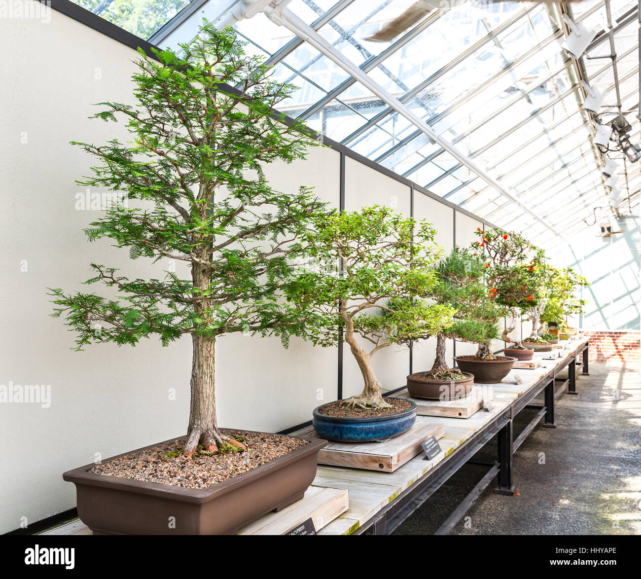 Natural bonsai set Stock Photo