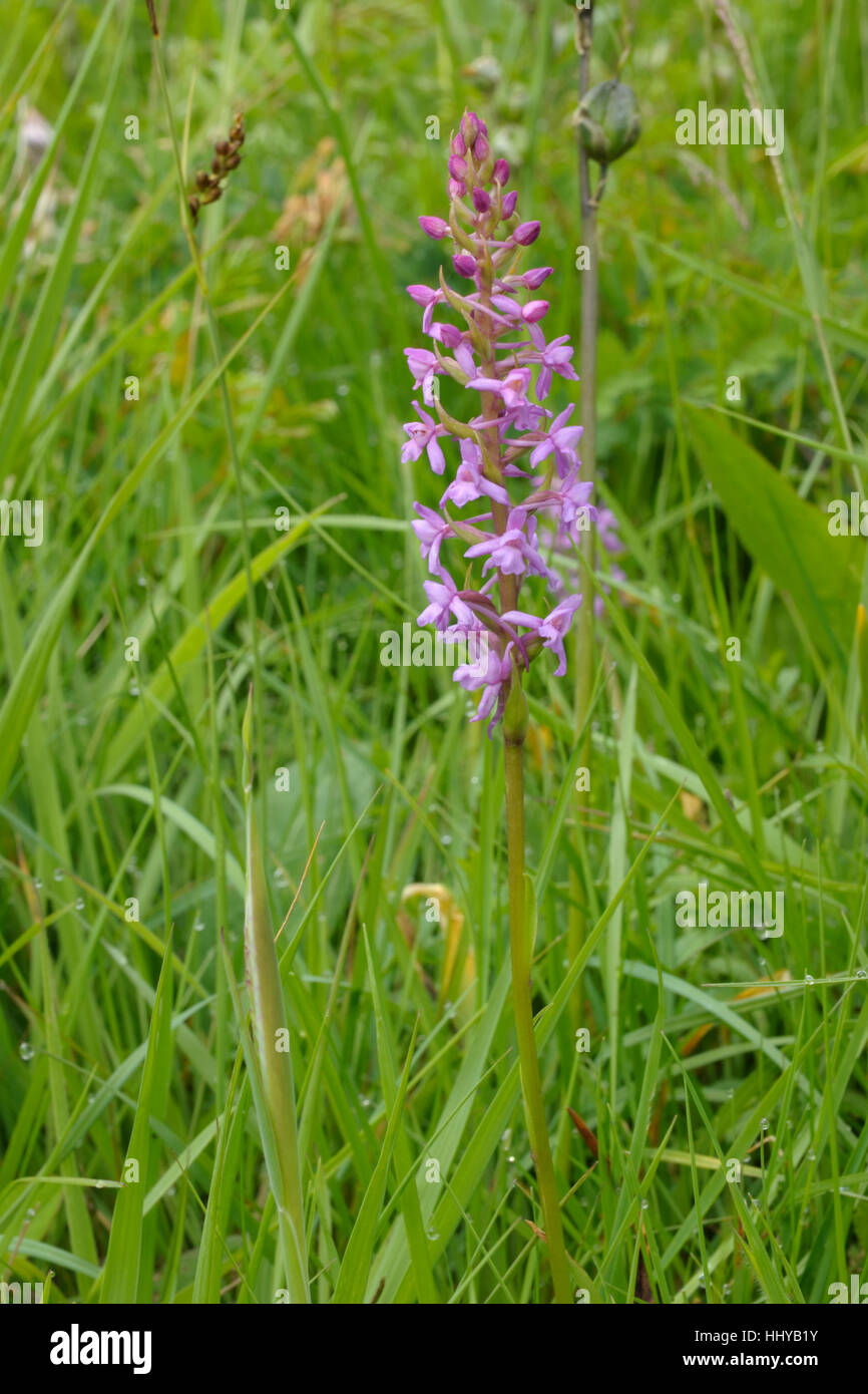 Heath Fragrant-orchid, Gymnadenia borealis Stock Photo