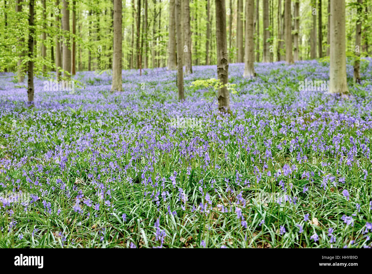Blue flowers - whild hyacinths in the forest Stock Photo - Alamy