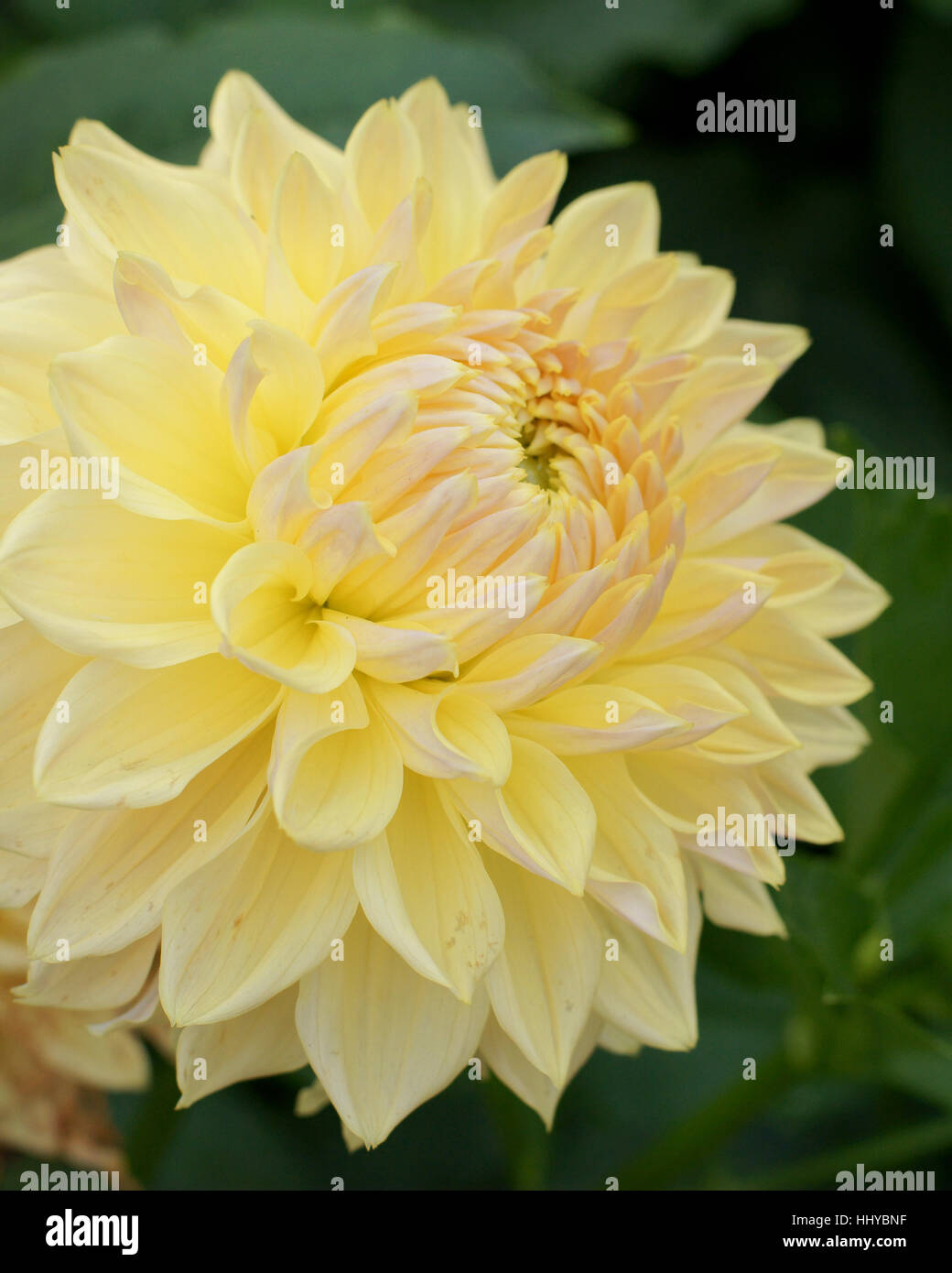 Dahlia 'Dikara Moon' Stock Photo