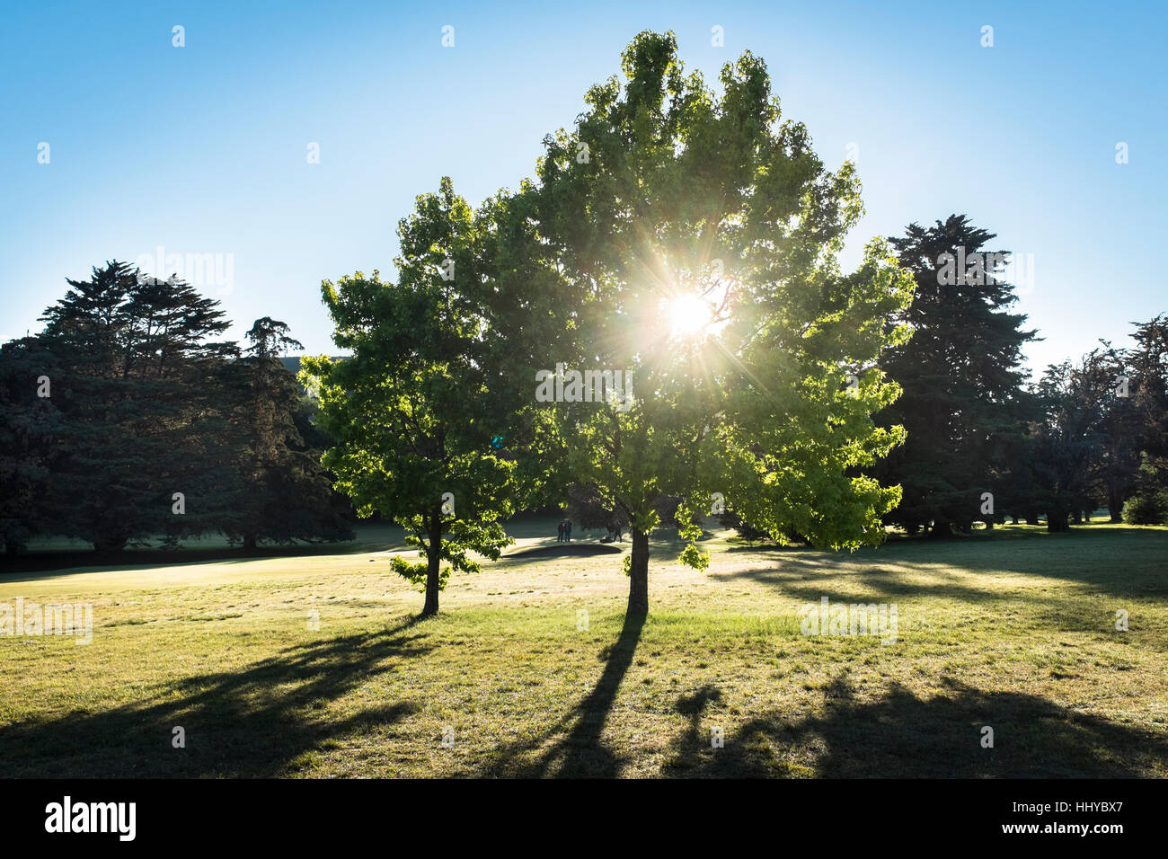 A sun speckled Liquidamber tree on golf course. Stock Photo