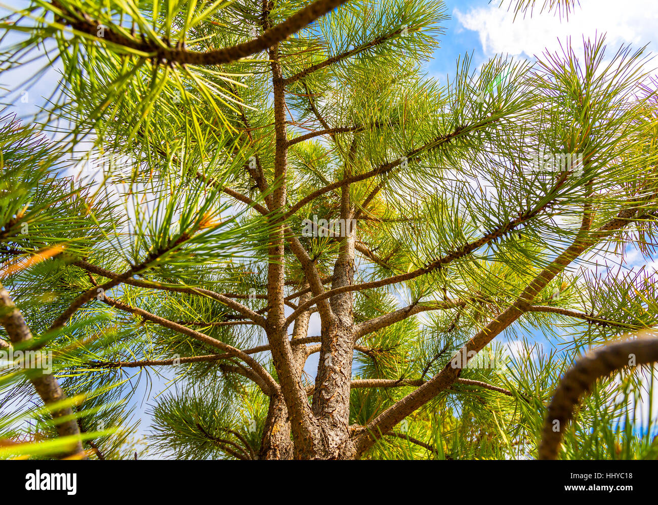 Closeup pine tree branch Stock Photo Alamy
