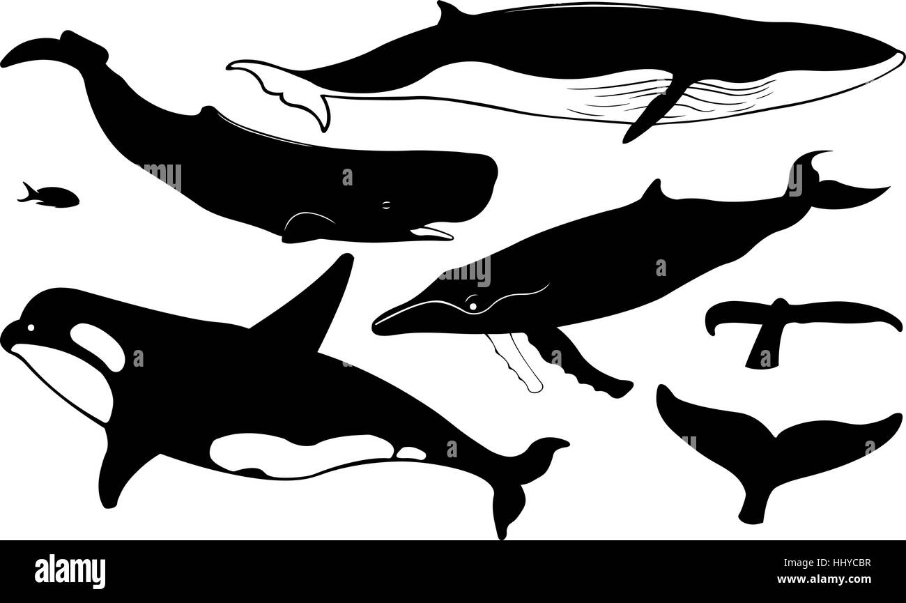 Whales vector silhouette set hi-res stock photography and images - Alamy