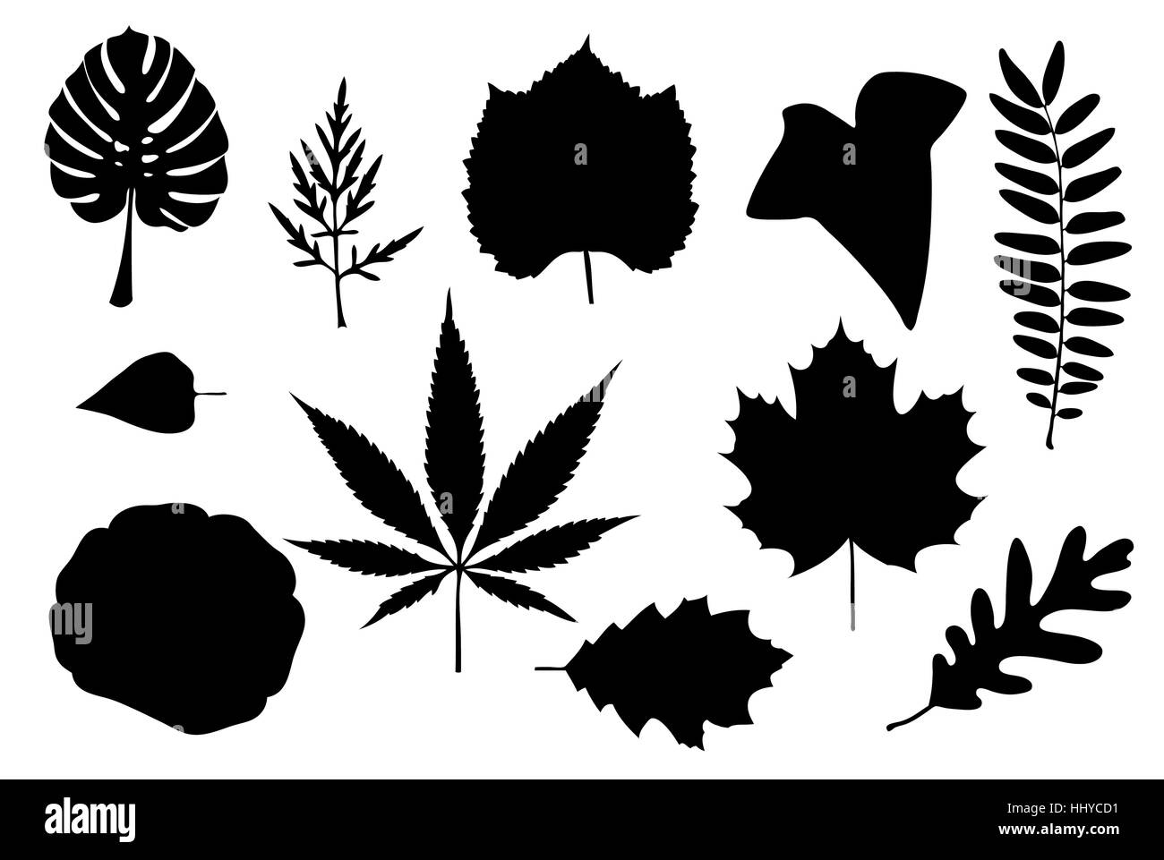 set of different leaves isolated Stock Vector