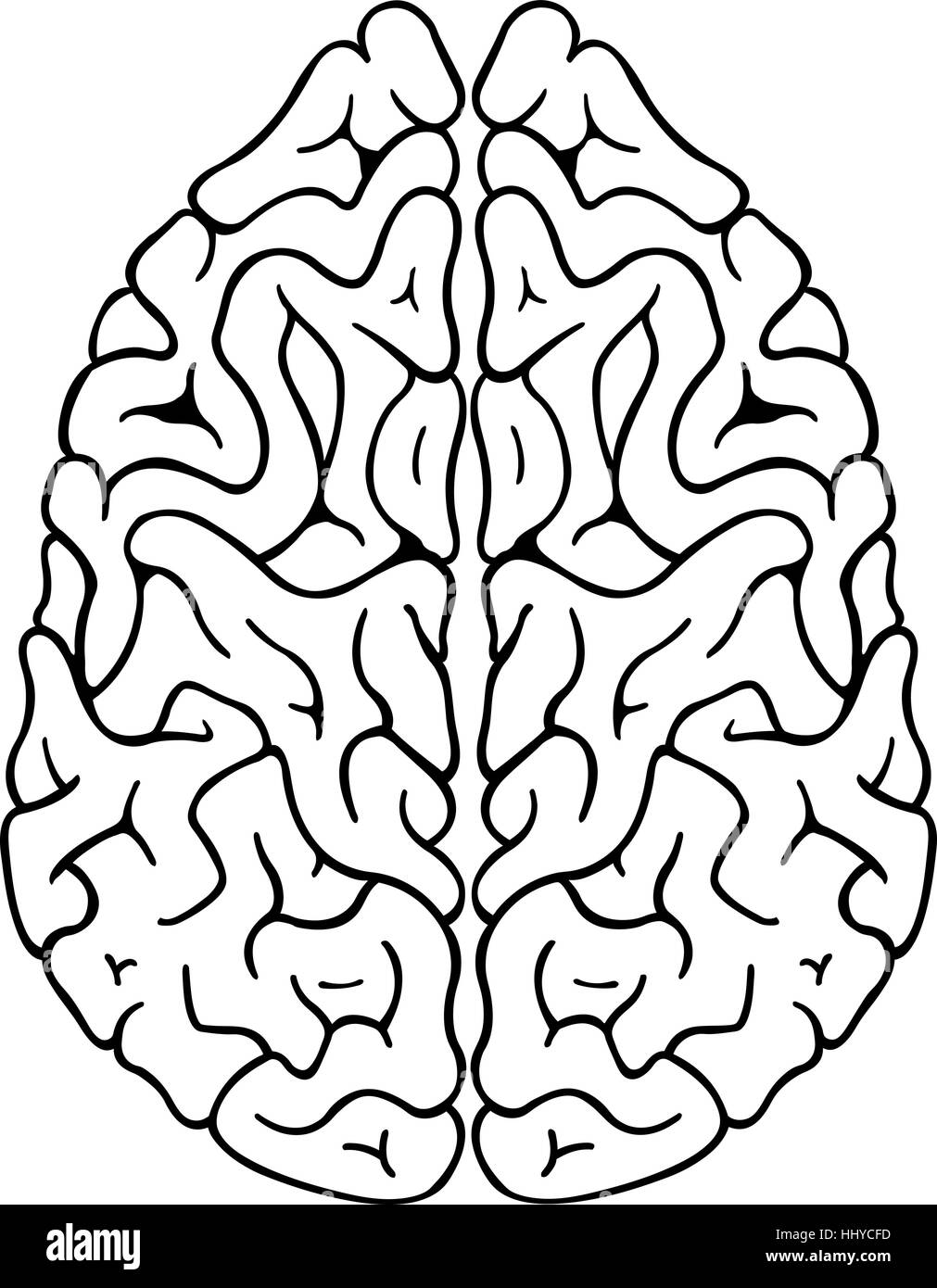 Cerebral cortex Black and White Stock Photos & Images - Alamy