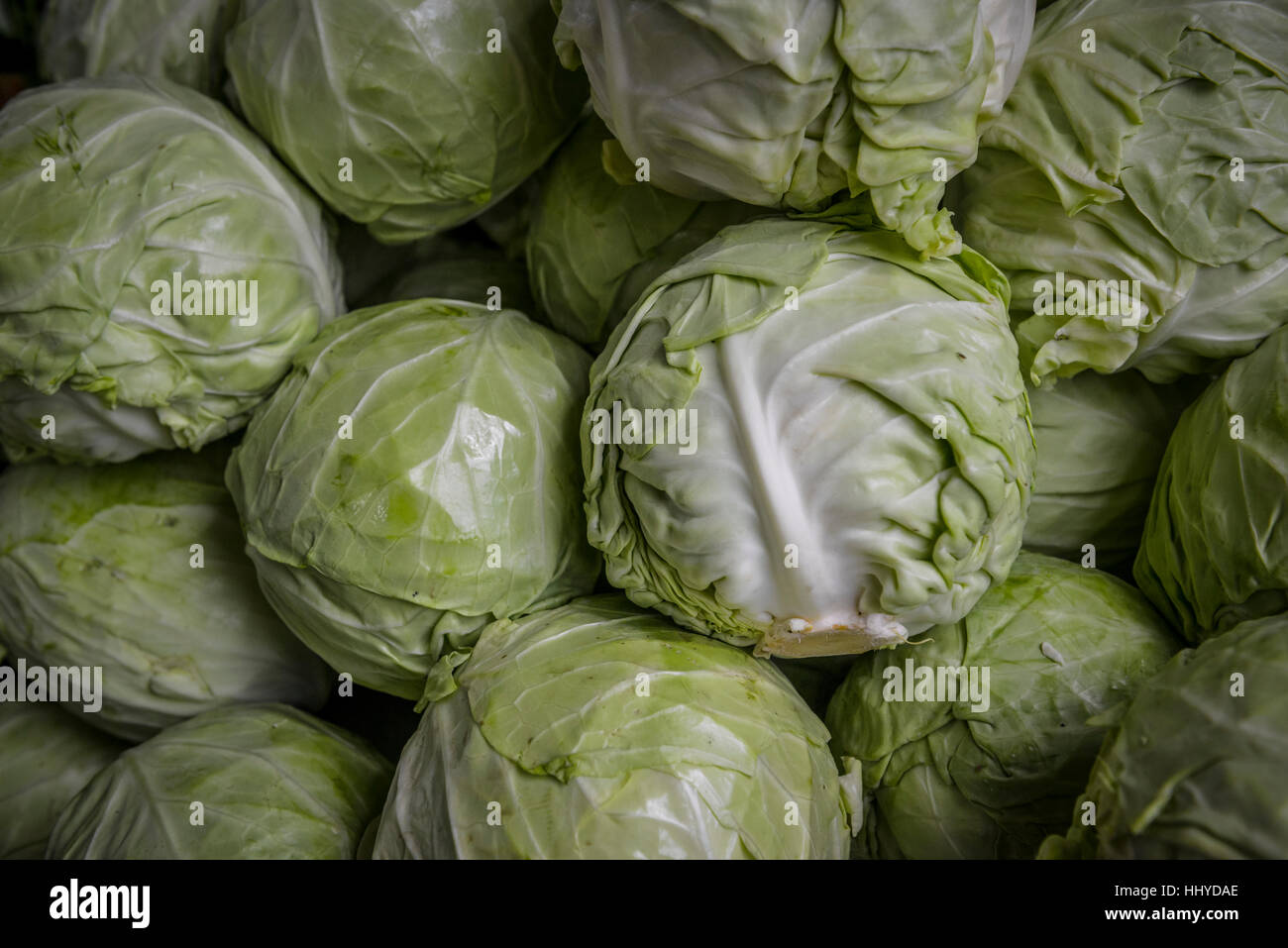 many heads of green lettuce Stock Photo