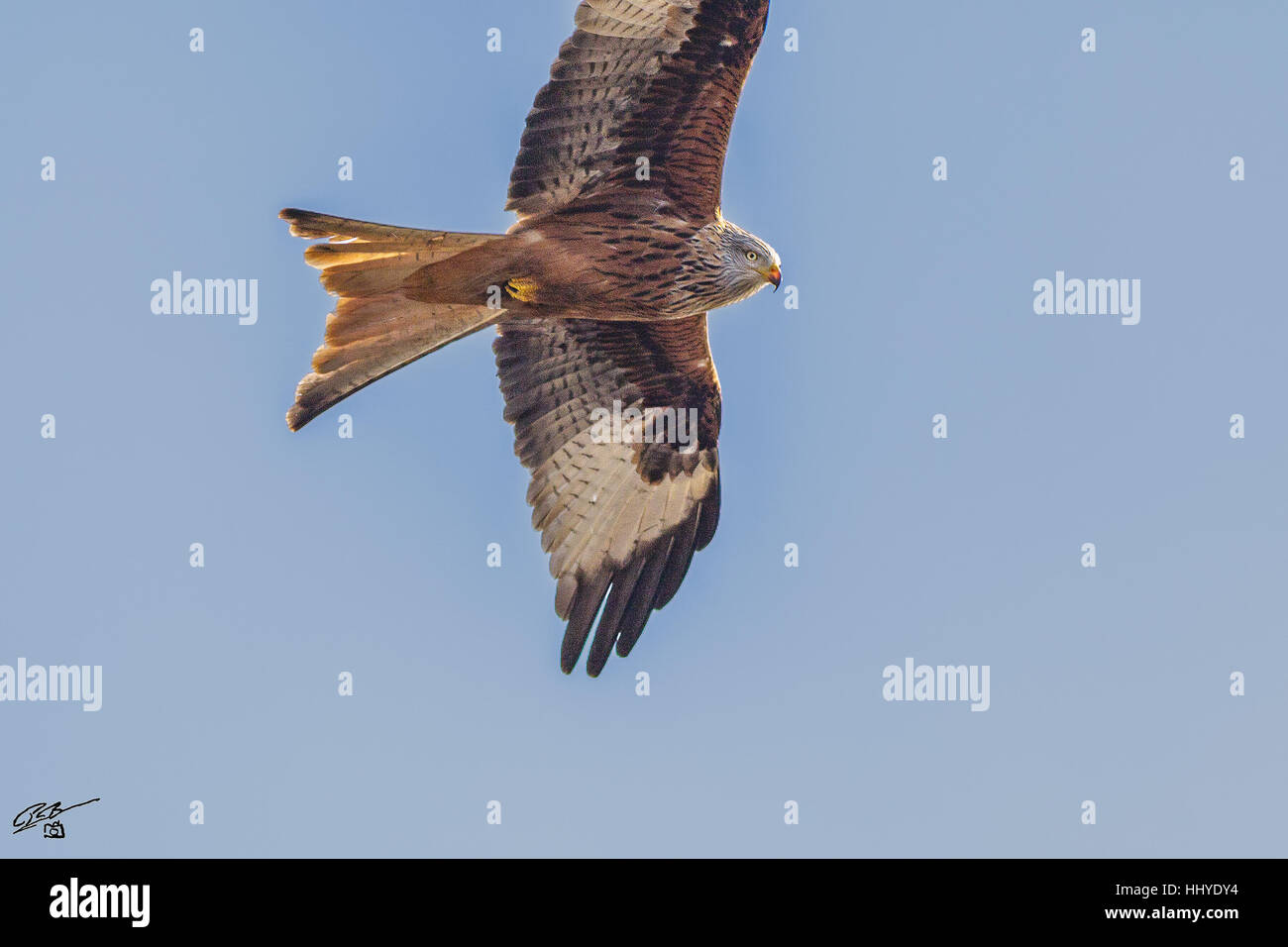 Red kite hovering with a blue sky as background. Stock Photo