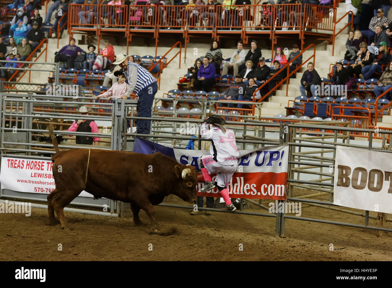 A rodeo clown is attacked by an angry bull at the Pennsylvania Farm