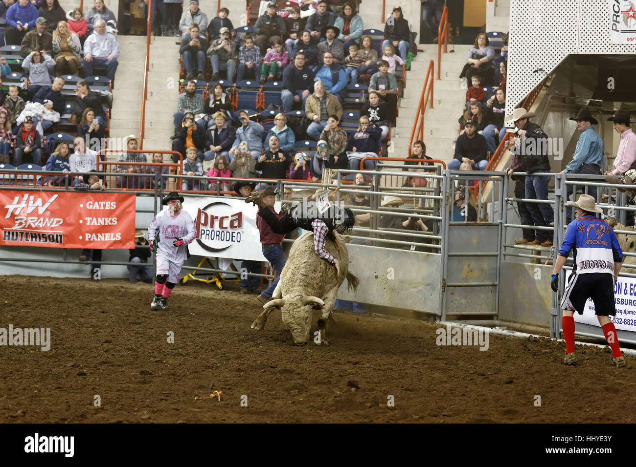 A young cowboy rides a bull at the Pennsylvania Farm Show Complex arena ...
