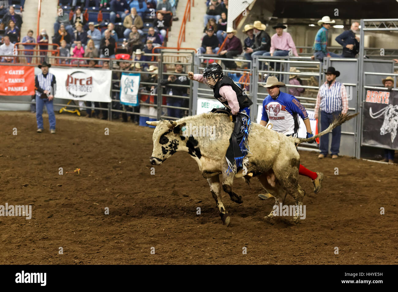 A young cowboy rides a bull at the Pennsylvania Farm Show Complex arena ...