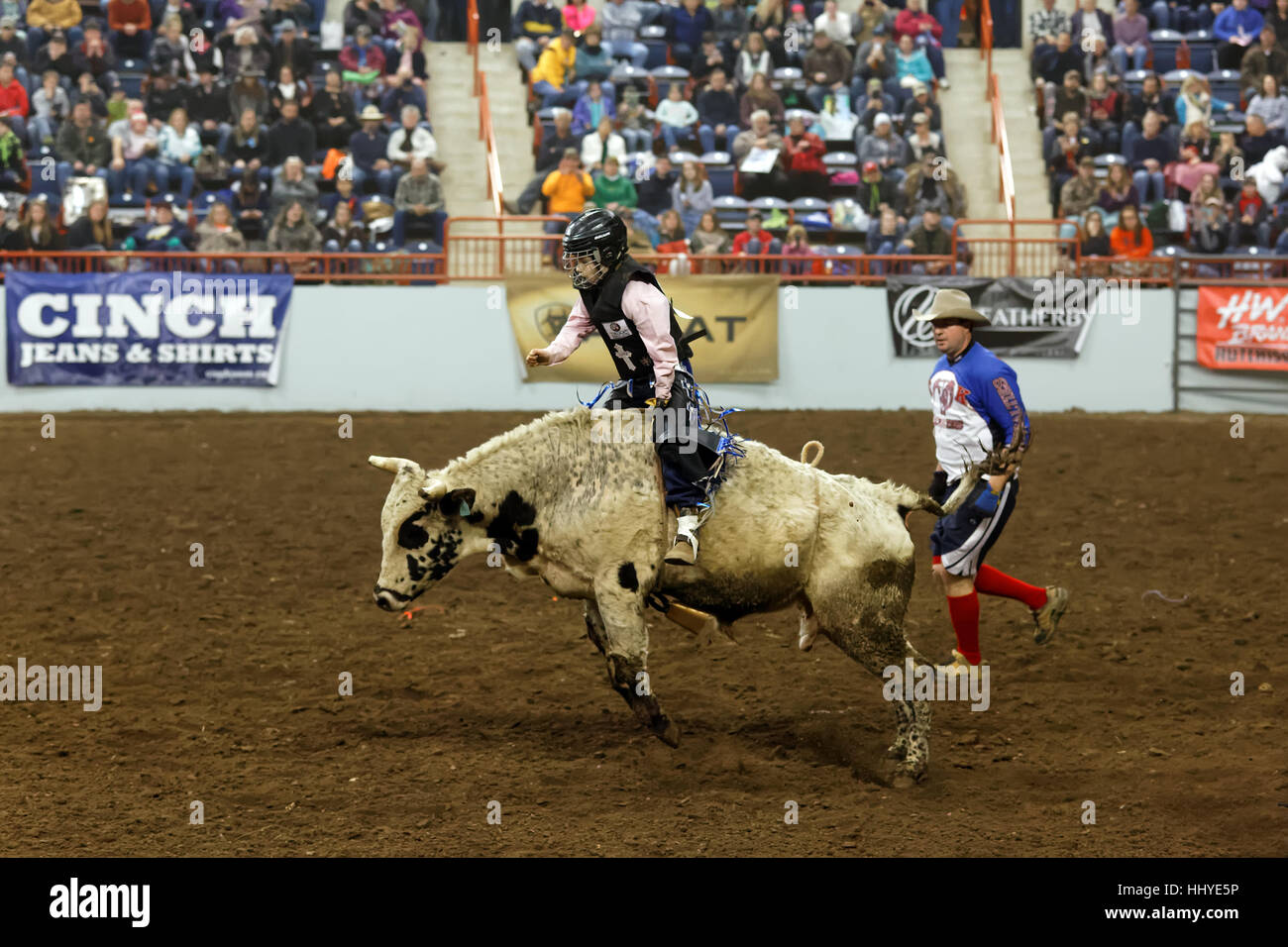 A young cowboy rides a bull at the Pennsylvania Farm Show Complex arena