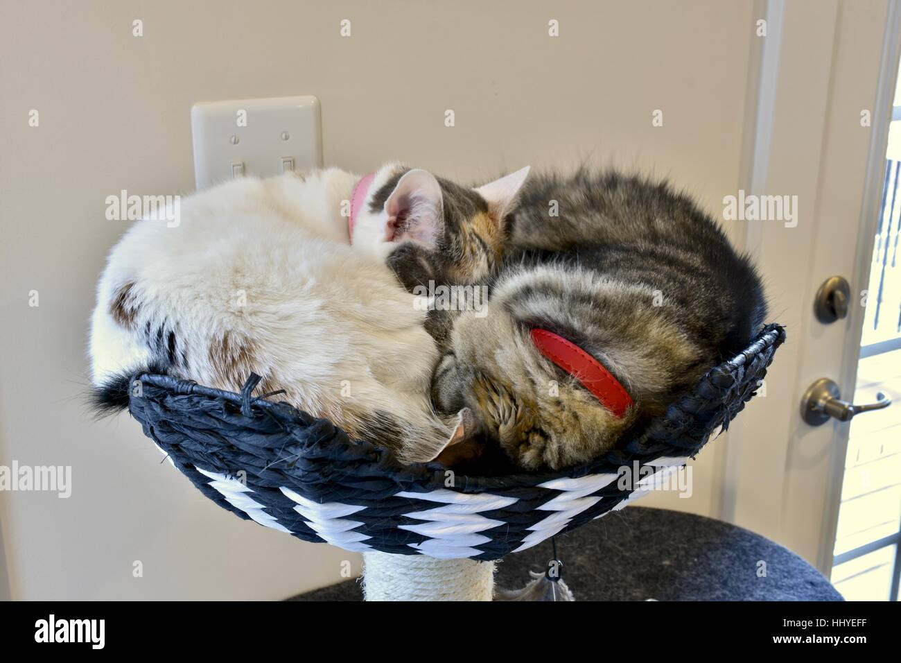 Two cute cats curled up and snuggling together at the top of their cat house Stock Photo Alamy