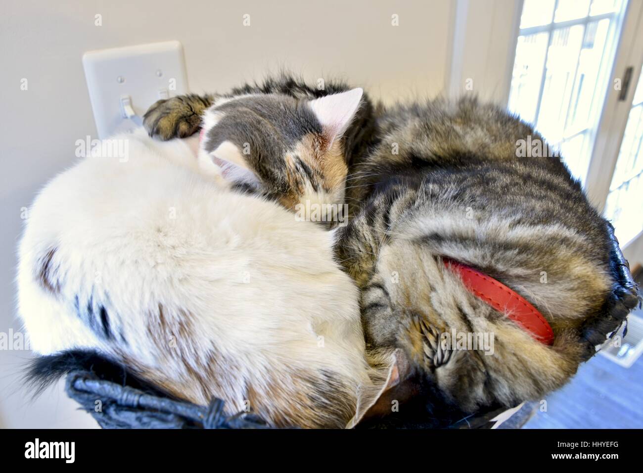 Two cute cats curled up and snuggling together at the top of their cat house Stock Photo