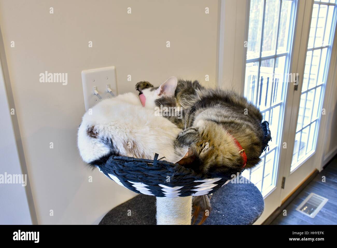 Two cute cats curled up and snuggling together at the top of their cat house Stock Photo