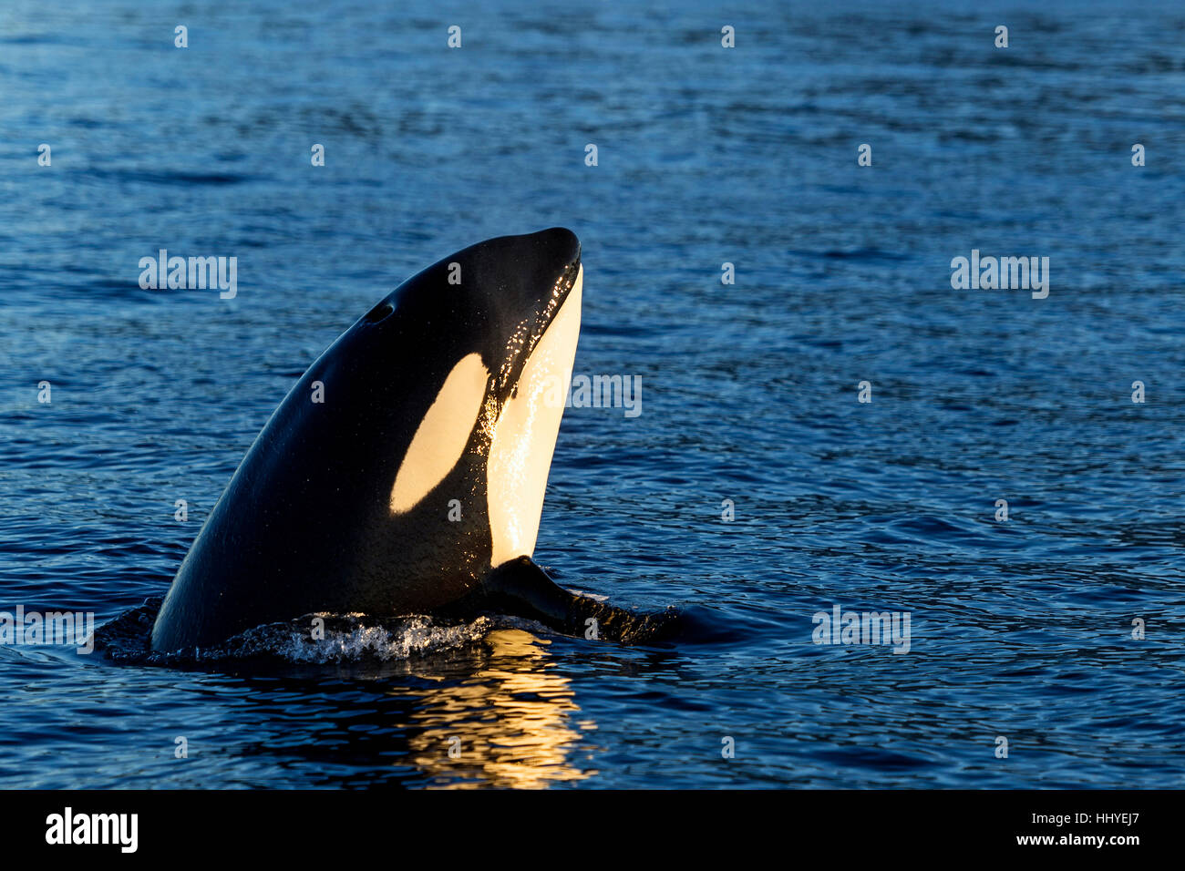 Orca (Orcinus orca) looking out of the water, Spyhopping, Kaldfjorden, Tromvik, Norway Stock Photo