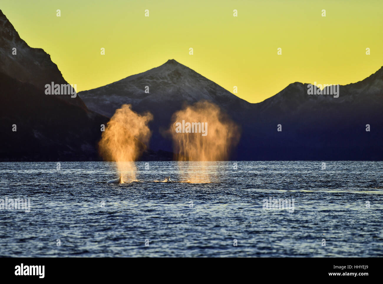 Orcas (Orcinus orca) blowing, sunset, mountains at back, Kaldfjorden, Tromvik, Norway Stock Photo