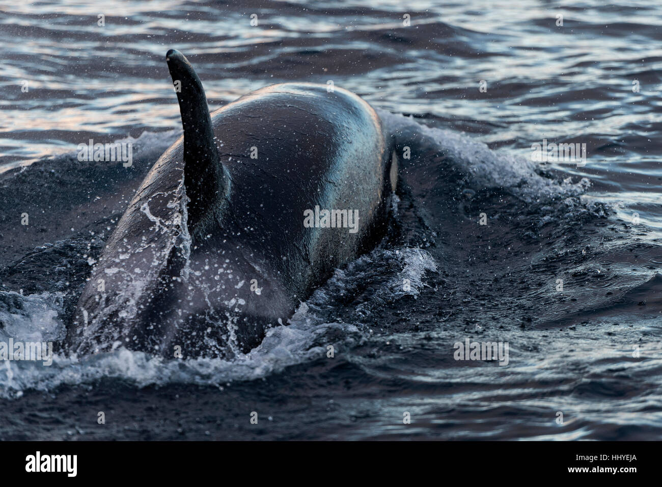 Orca (Orcinus orca), Kaldfjorden, Tromvik, Norway Stock Photo