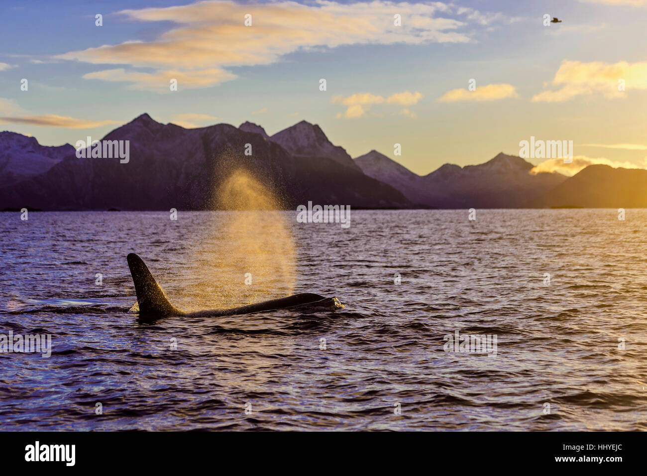 Orca (Orcinus orca) blows, sunset, mountains at back, Kaldfjorden, Tromvik, Norway Stock Photo