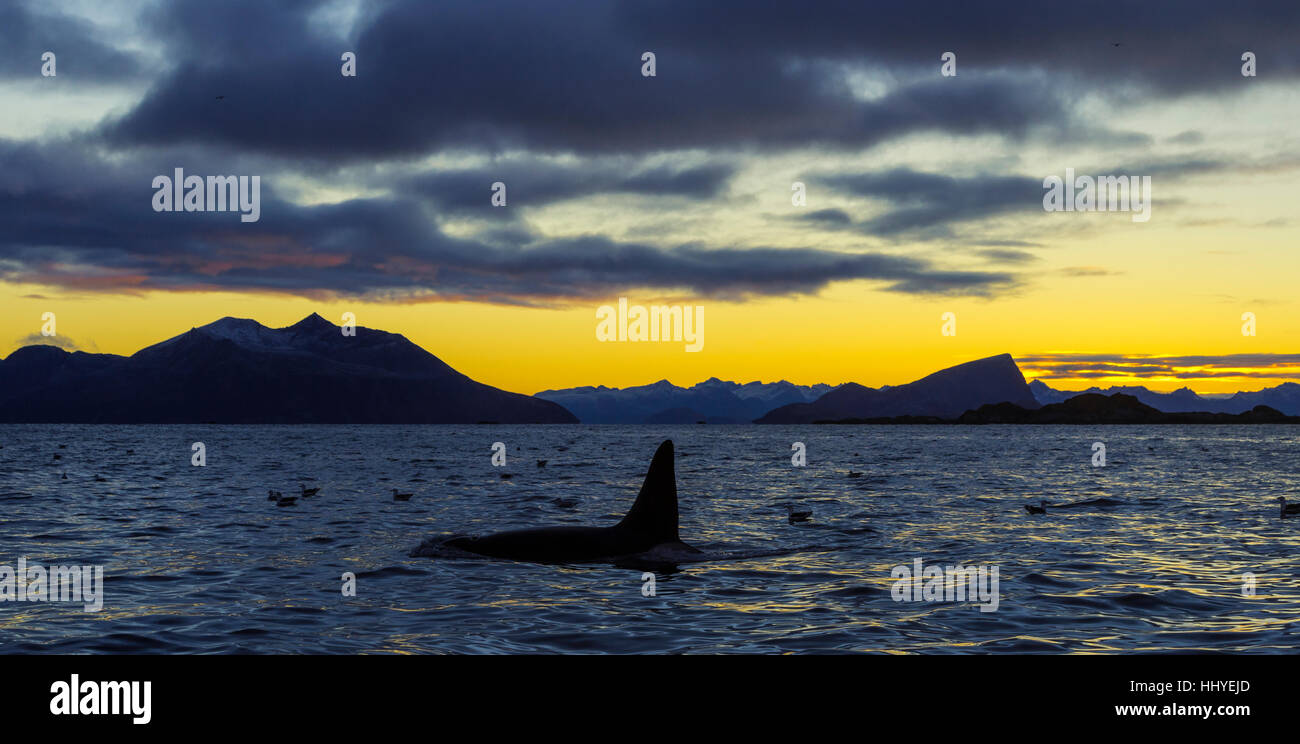 Orca (Orcinus orca) at sunset, mountains at back, Kaldfjorden, Tromvik, Norway Stock Photo