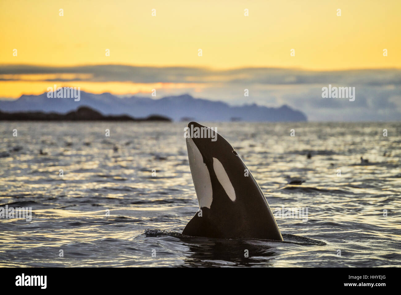 Orca (Orcinus orca) looking out of the water, Spyhopping, sunset, mountains at back, Kaldfjorden, Tromvik, Norway Stock Photo