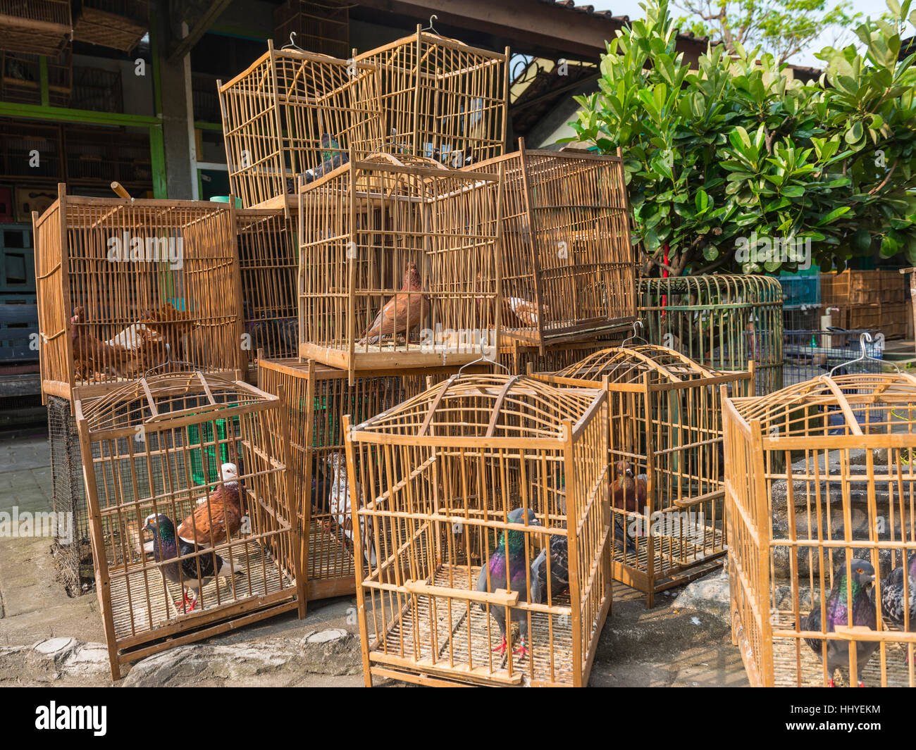 Pigeons in cages, bird market, Yogyakarta, Java, Indonesia Stock Photo