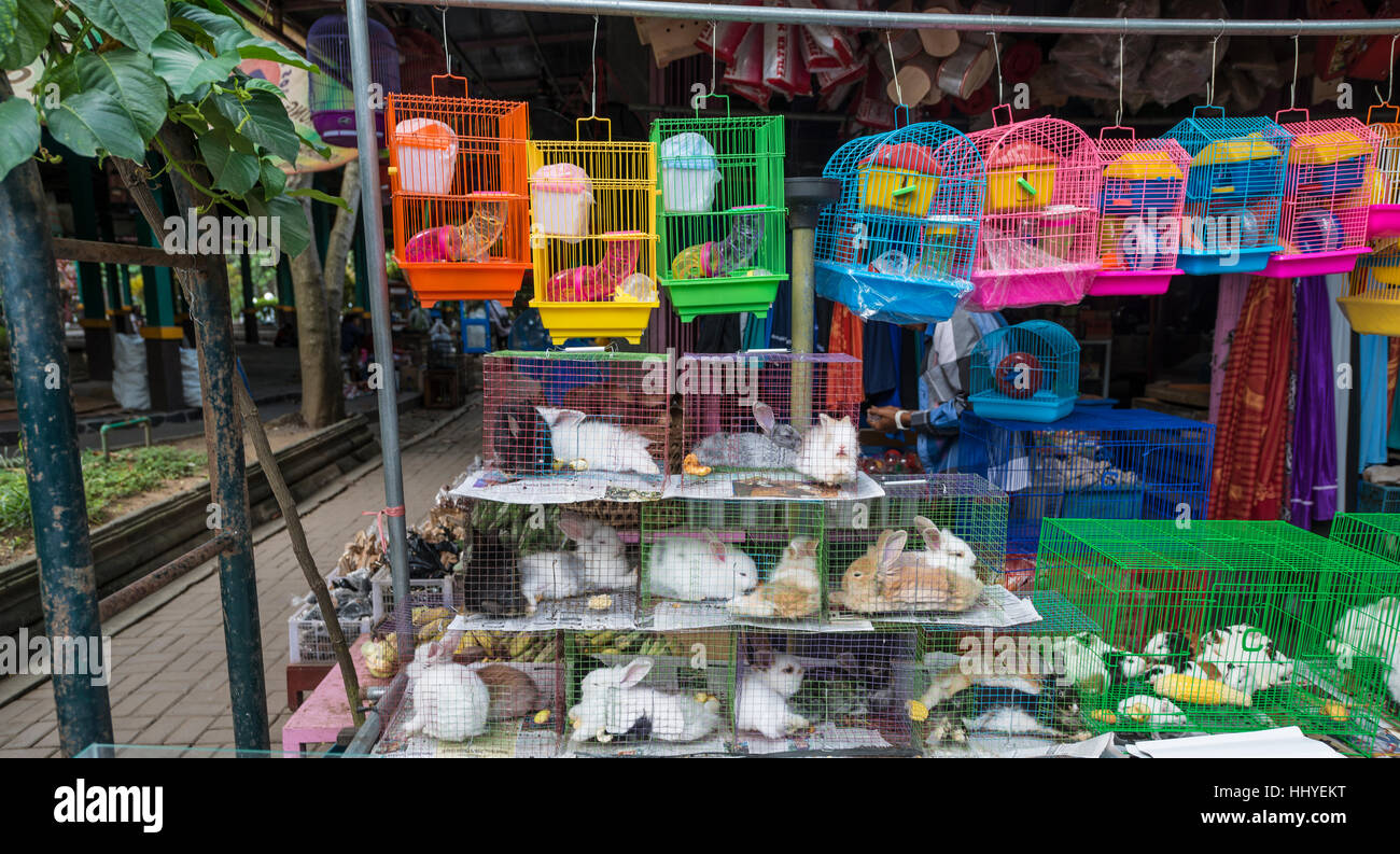 Rabbits sitting in cramped cages, bird market and livestock market, Yogyakarta, Java, Indonesia Stock Photo