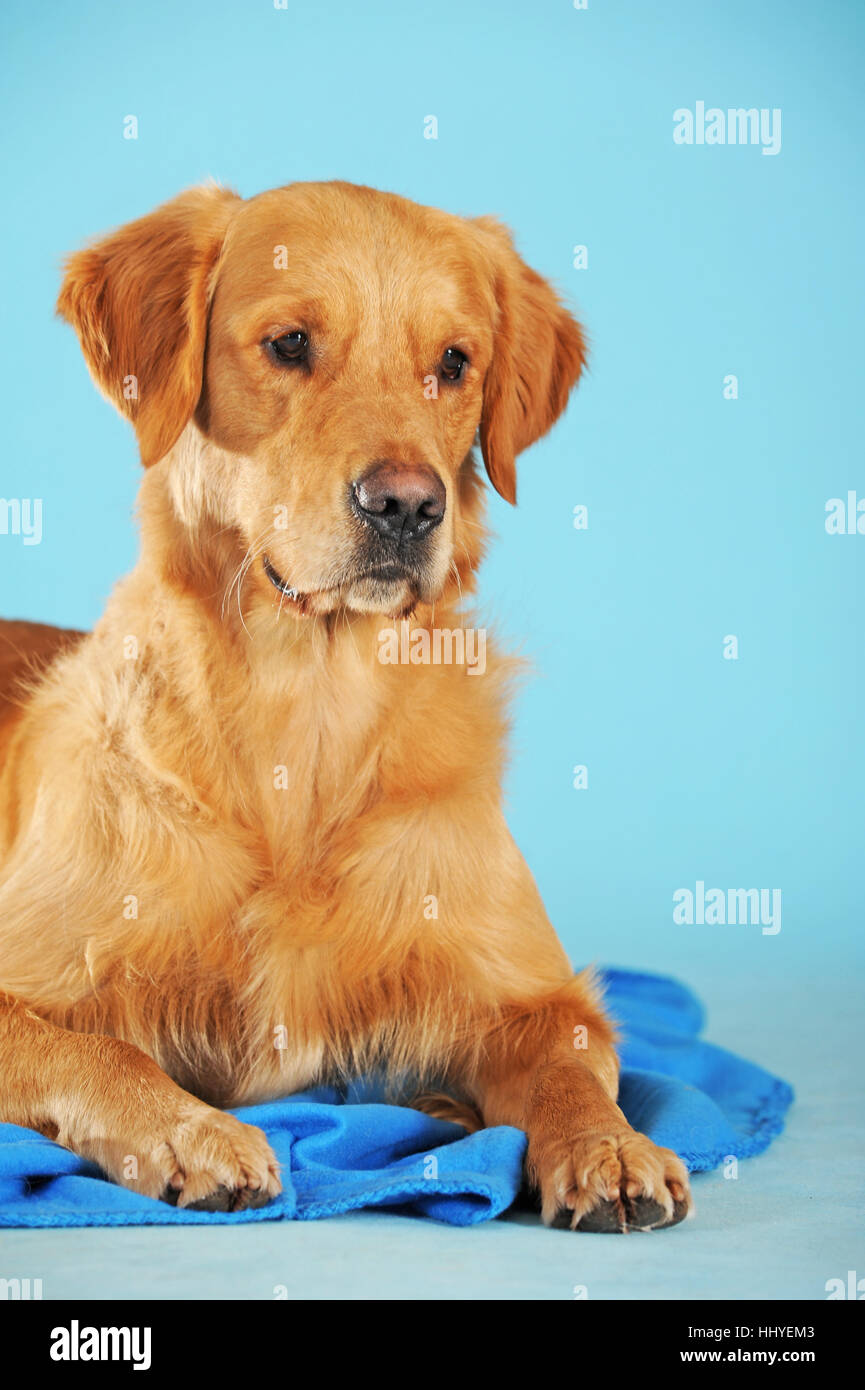 Golden Retriever, dog, lying on blanket Stock Photo Alamy